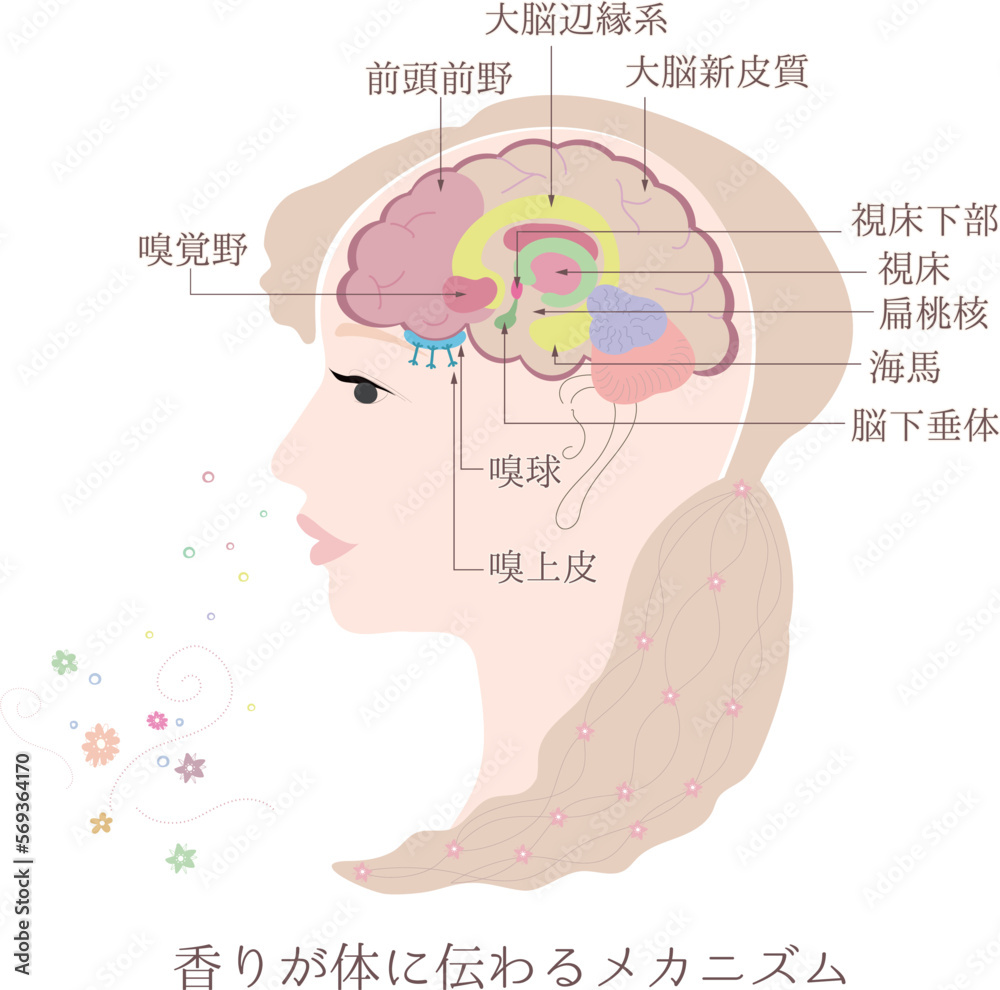 Fototapeta premium 香りが体に伝わるメカニズム_3・嗅覚の伝導路