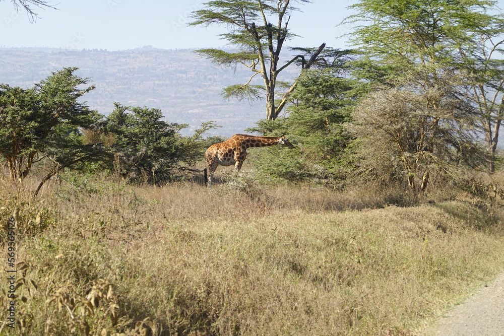 Fototapeta premium Kenya - Lake Nakuru National Park - Giraffe