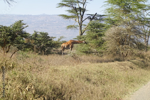 Kenya - Lake Nakuru National Park - Giraffe