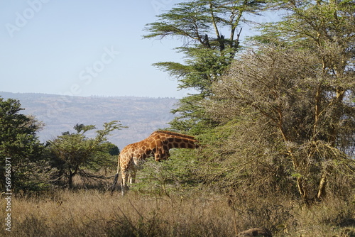 Kenya - Lake Nakuru National Park - Giraffe © Karen