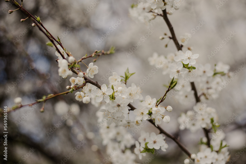 White flowers in the tree blooming in the early spring. White flowers on the branches of a tree. Close up of the spring cherry flowers. White flowers in the tree blooming in the early spring. White flowers on the branches of a tree. Close up of the spring cherry flowers.
