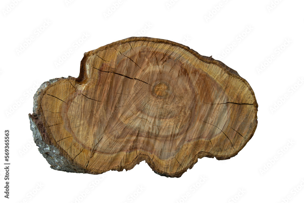 Cross section of a tree trunk with growth rings, for displaying perfumes, jewelry and beauty products, isolated on a transparent background Cross section of a tree trunk with growth rings, for displaying perfumes, jewelry and beauty products, isolated on a transparent background