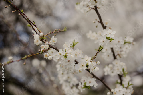 White flowers in the tree blooming in the early spring. White flowers on the branches of a tree. Close up of the spring cherry flowers. 