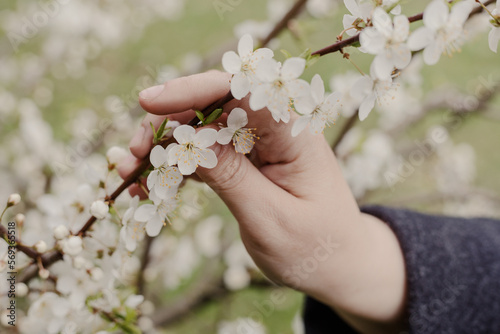 Girl touches branch of blossoming fruit tree with hand. Close-up of beautiful female hands holding a branch of a blooming fruit tree. 
Delicate spring background.