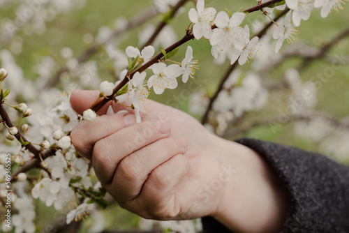 Girl touches branch of blossoming fruit tree with hand. Close-up of beautiful female hands holding a branch of a blooming fruit tree. 
Delicate spring background.