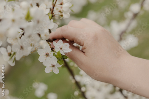 Girl touches branch of blossoming fruit tree with hand. Close-up of beautiful female hands holding a branch of a blooming fruit tree. 
Delicate spring background.