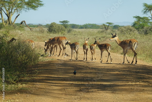 Kenya - Lake Nakuru National Park - Impala photo