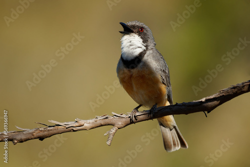 Rufous Whistler - Pachycephala rufiventris in Queensland, Australia. Beautiful singing colorful australian song bird with orange red breast and belly in the forest with beautiful background photo