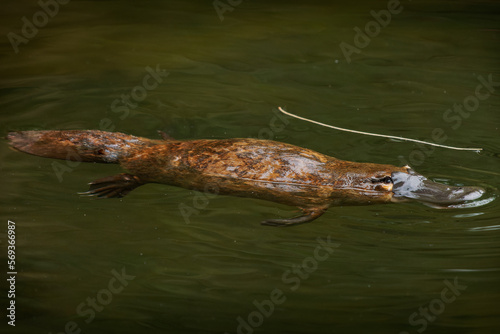 Platypus - Ornithorhynchus anatinus, duck-billed platypus, semiaquatic egg-laying mammal endemic to eastern Australia, including Tasmania. Strange water marsupial with duck beak and flat fin tail