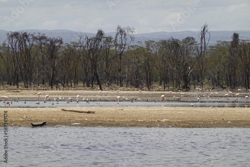 Kenya - Lake Nakuru National Park - Boat View - Pelican, Pink Flamingo, Various Birds