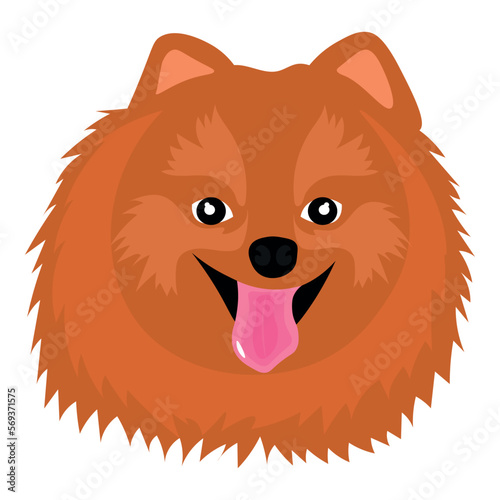 Head of funny spitz on white background