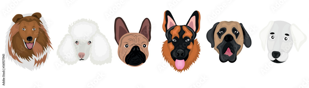 Set of many different dogs on white background
