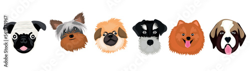 Set of many different dogs on white background