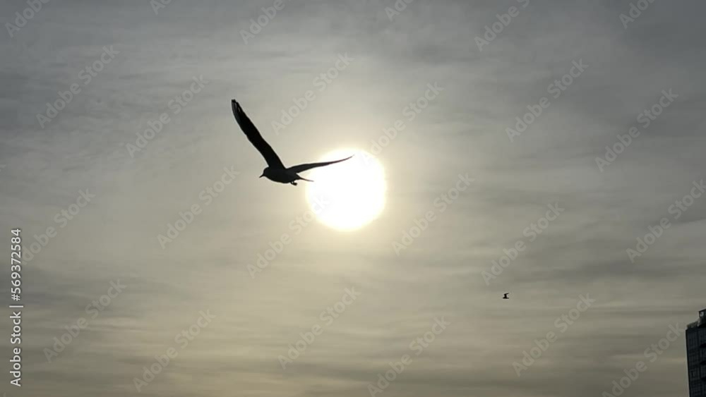 Seagulls sun sky. Silhouettes of seagulls fly against the background of the sun in slow motion