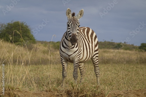 Kenya - Lake Nakuru National Park - Zebra © Karen