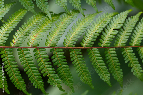 green fern leaf in the forest closeup
