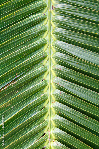 palm leaf background