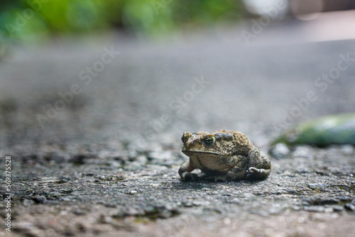 frog on the ground