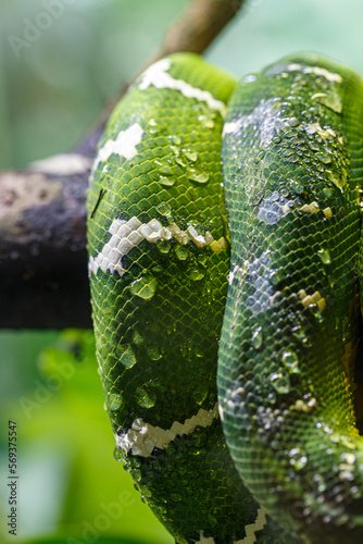 Green snake entwines branch