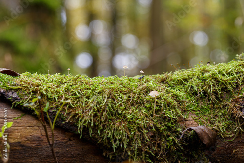 moss and mushrooms on tree trunk