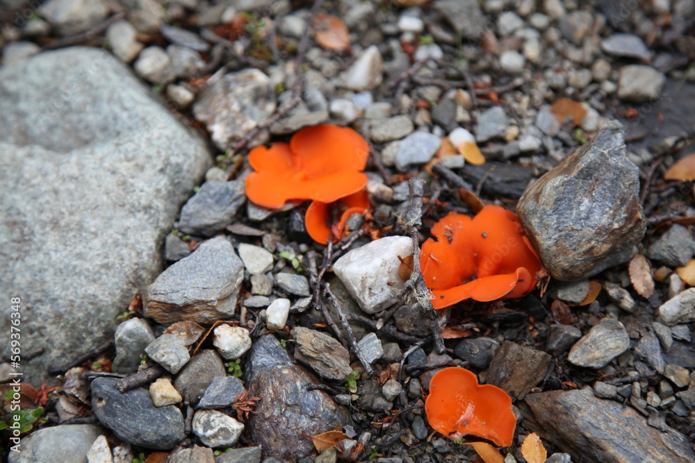 Mushrooms Mushrooms