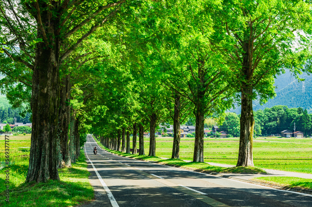 Obraz premium 春・新緑・緑イメージ マキノ高原