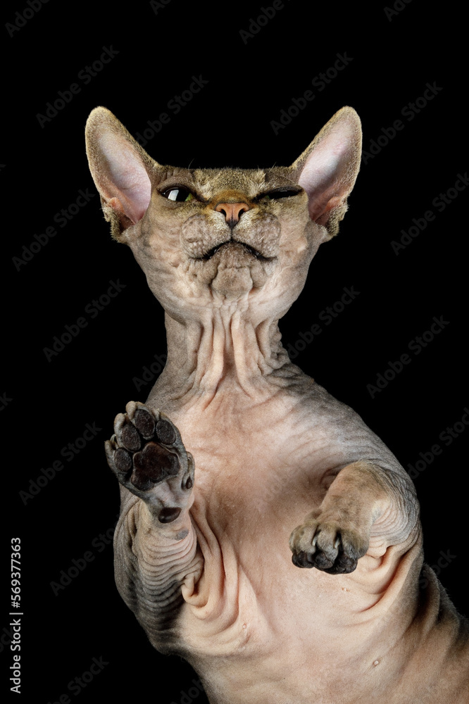 Close-up photo of a Sphynx with a squinty eye on a black background