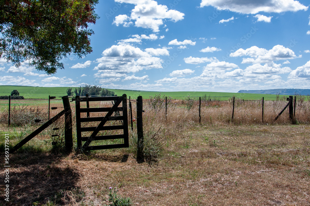 View of the field in the Argentine Pampa with a gate in the shade of a tree and the blue sky with white clouds. View of the field in the Argentine Pampa with a gate in the shade of a tree and the blue sky with white clouds.