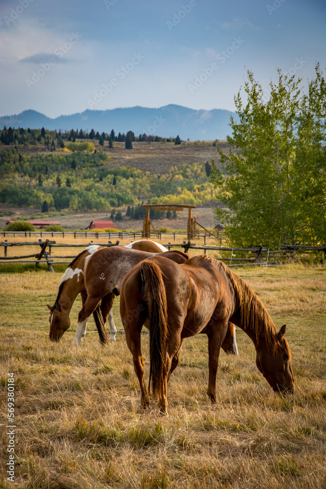 Obraz premium Horses in the field