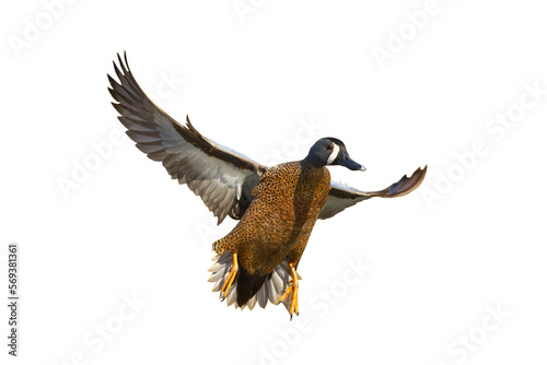 Blue-winged Teal. Spatula discors