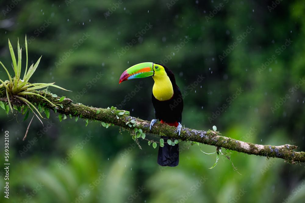 Obraz premium Keel-billed Toucan portrait on mossy stick and rainy day against dark green background