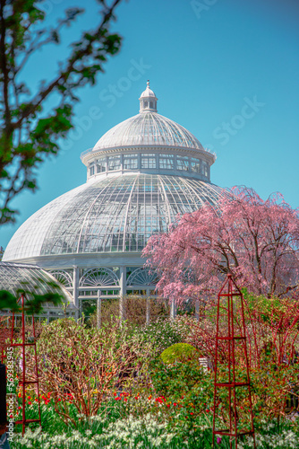 greenhouse in the garden with pink cherry blossoms blooming
