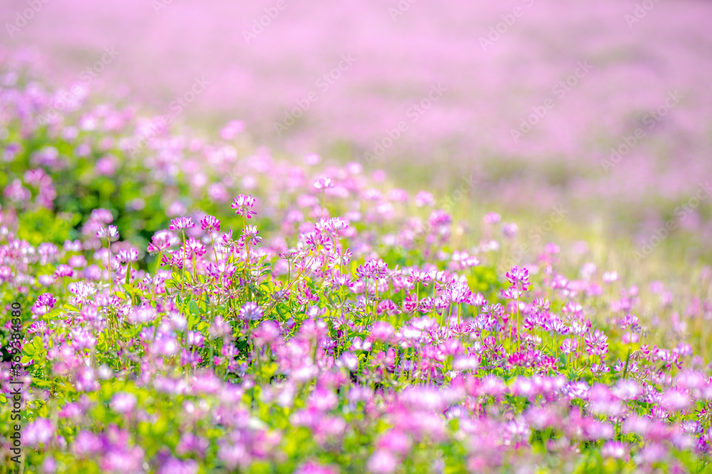 Fototapeta premium 満開のレンゲ畑