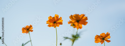 Closeup of orange Cosmos flower under sunlight at sunset with blue sky using as background natural plants landscape, ecology wallpaper cover page concept.