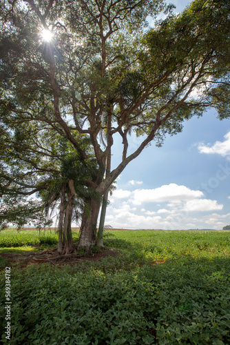 Backlit tree in an extensive soybean field under deep blue sky with clouds. Countryside of the state of Goiás, Brazil