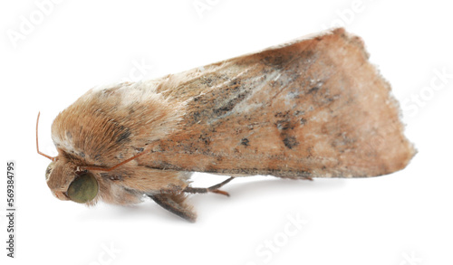 Single corn earworm moth isolated on white photo