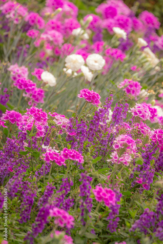 Purple and pink flowers at golden sunset, idyllic landscape in Giverny, France