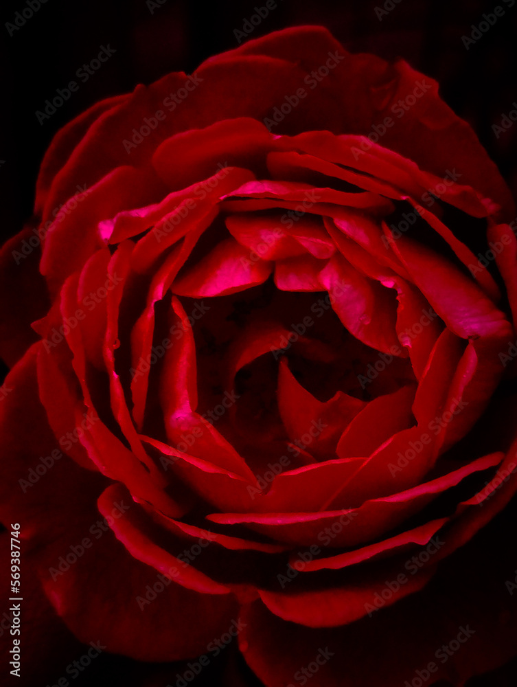Naklejka premium red rose on black background