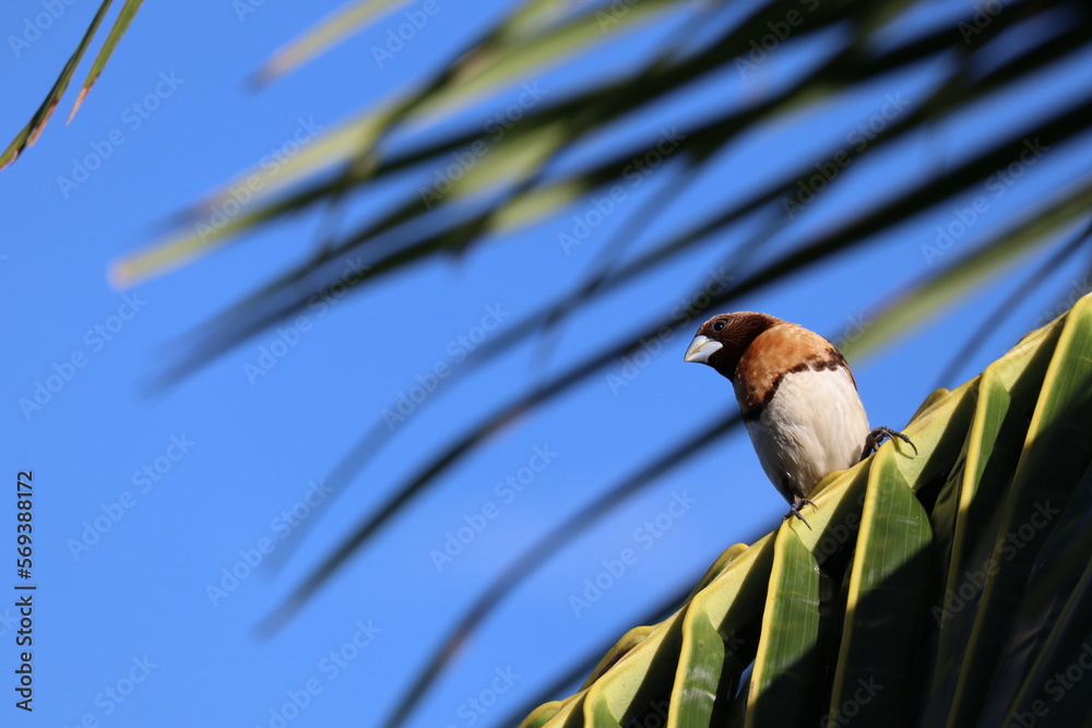 Obraz premium bird on a branch coconut tree
