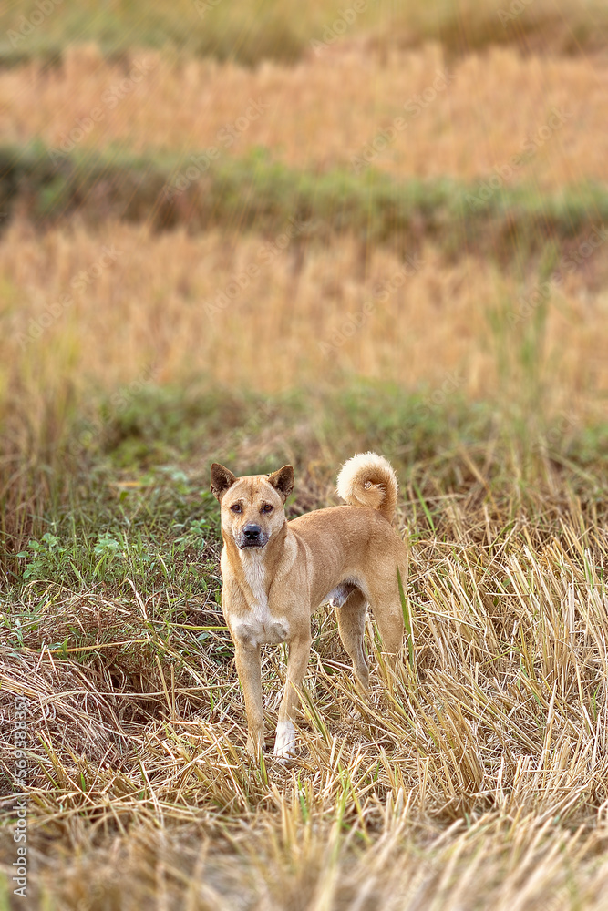 Free wild beautiful cute dog in the ricefields Free wild beautiful cute dog in the ricefields