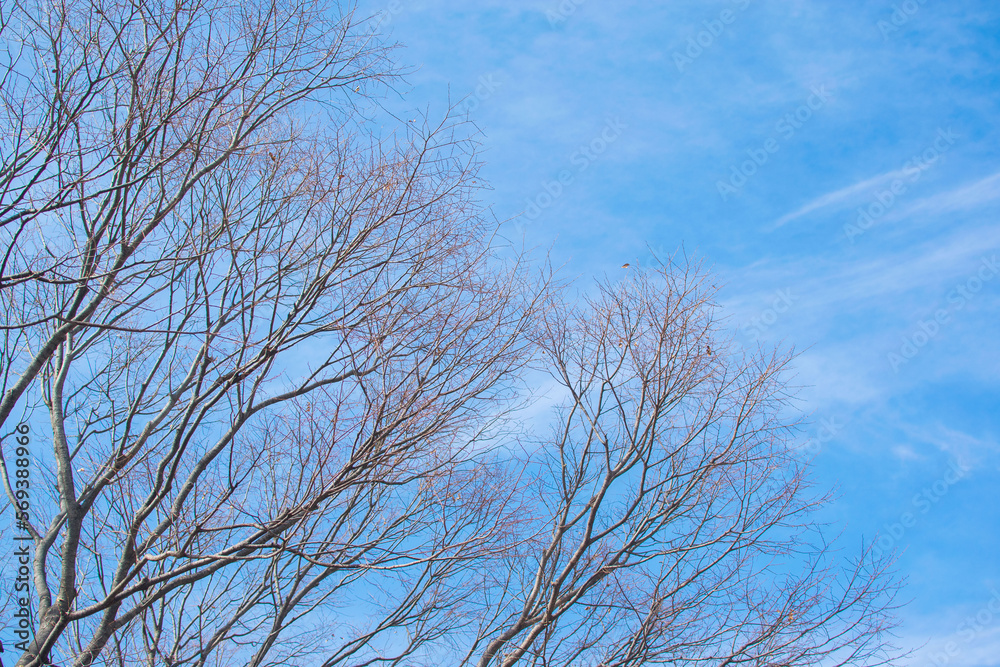 Bare tree branches on a pale white background Bare tree branches on a pale white background