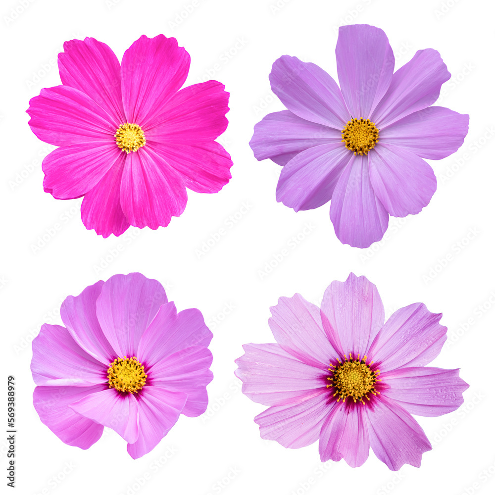 Cosmos flower isolated on transparent background PNG file.