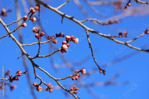 開花間近の白梅のつぼみ