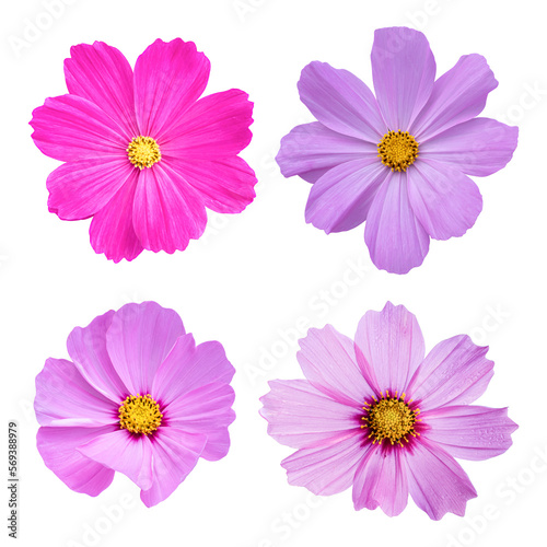 Cosmos flower isolated on transparent background PNG file. © banphote