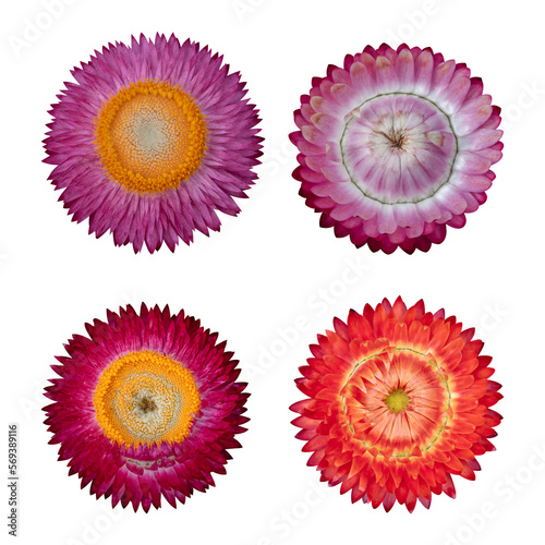 Strawflower isolated isolated on transparent background PNG file.