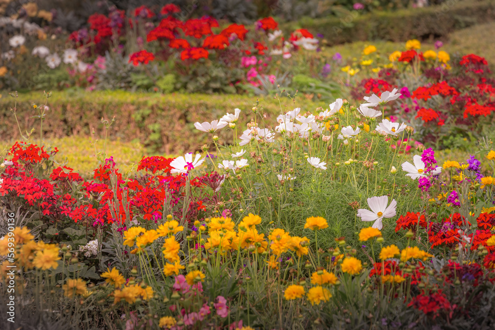 Colorful flowers at golden sunset, idyllic landscape in Giverny, France