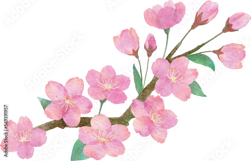  桜の花と枝と葉っぱの手書きの水彩画イラストパーツ