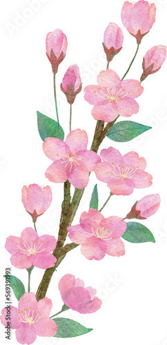  桜の花と枝と葉っぱの手書きの水彩画イラストパーツ