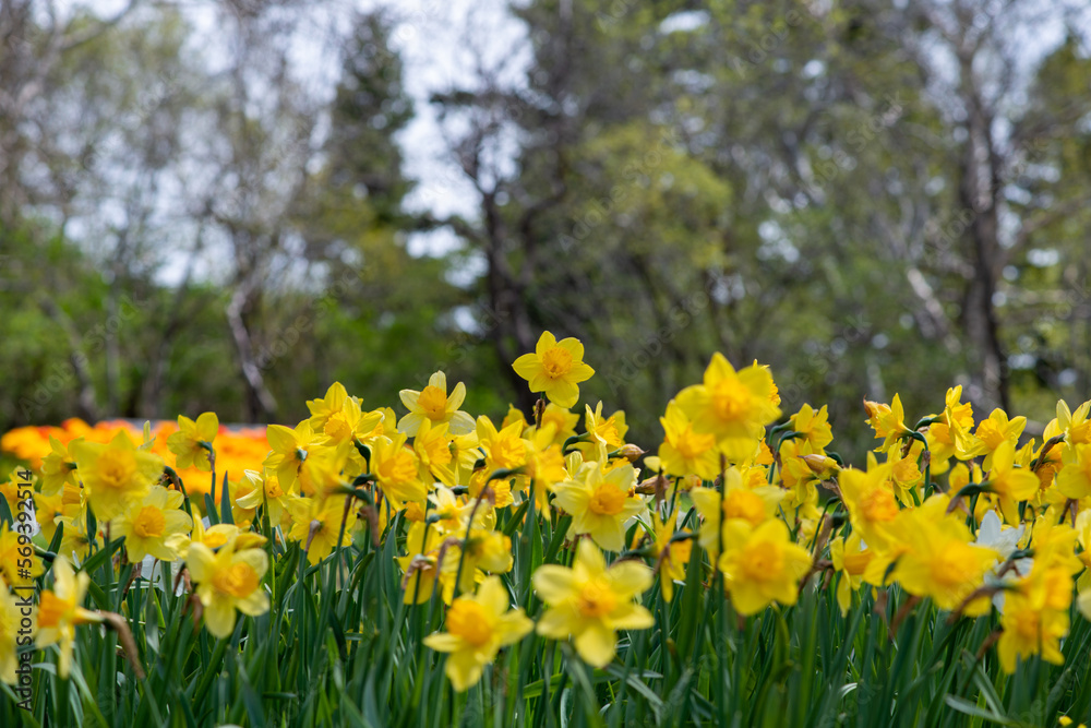 Rows of colorful yellow and white springtime daffodils in a flower bed at a park. The yellow flowers are higher and the white is lower in the garden: the center or eye of the white daffodil blooms. Rows of colorful yellow and white springtime daffodils in a flower bed at a park. The yellow flowers are higher and the white is lower in the garden: the center or eye of the white daffodil blooms.