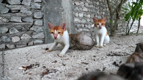 Slow Motion Shot Of Cute White And Brown Kittens - Thulusdhoo, Maldives photo